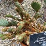 Opuntia aciculata Ліст