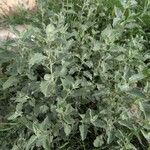 Atriplex suberecta Habit