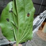 Echinodorus cordifolius Frunză