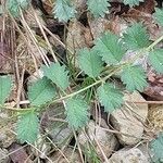 Phleum arenarium Leaf