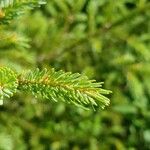 Picea mariana Blatt