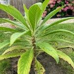 Echium strictum Характер