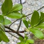 Salix laggeri Feuille