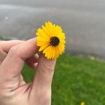 Coreopsis leavenworthii Flor