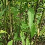 Vernonia baldwinii বাকল