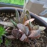 Gasteria excelsa Hostoa