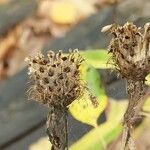 Centaurea phrygia Фрукт