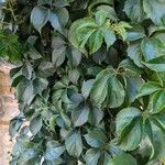 Parthenocissus insertaBlad