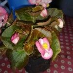 Begonia cucullataFlower