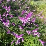 Salvia leucantha Flower