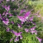 Salvia leucantha फूल