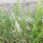 Bromus diandrus Плод