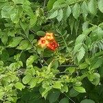 Campsis radicansFlower