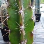 Leptocereus wrightii Hoja