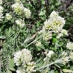 Anthyllis barba-jovis Flower