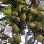 Paulownia tomentosa Fruit