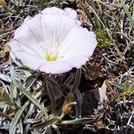 Convolvulus lineatus Flower