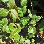 Fragaria chiloensis Foglia