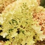Hydrangea paniculata Fruit