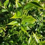 Sarcococca pruniformis Fuelha