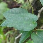 Piper borbonense Leaf