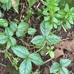 Rubus hispidus Leaf