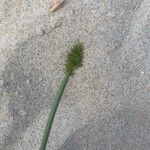Carex otrubae Plod