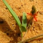 Indigofera senegalensis Květ