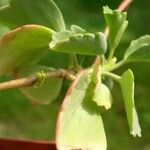 Pelargonium acetosum Листок
