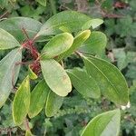 Viburnum propinquum Leaf