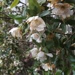 Eucryphia cordifolia Fiore