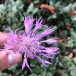 Centaurea paniculata Floare