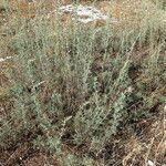 Artemisia alba Hábito