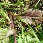 Diplotaxis erucoides Leaf