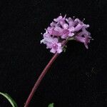 Nardostachys jatamansi Habit