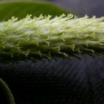 Salix daltoniana Habitus