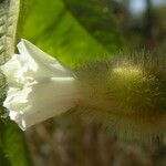 Merremia aegyptia Fleur