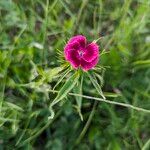 Dianthus barbatusЦвят