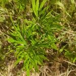 Artemisia vulgaris Habitus