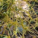 Cuscuta campestris Агульны выгляд