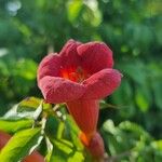 Campsis radicansFlor