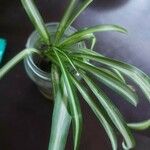 Chlorophytum comosumBlad