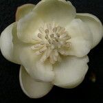Schisandra grandiflora Květ