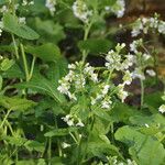 Cardamine asarifolia Cvet