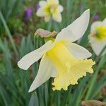 Narcissus bicolor Blodyn
