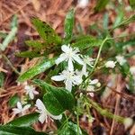 Clematis ternifloraCvet