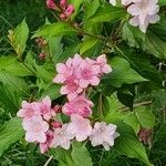 Weigela hortensis Кветка