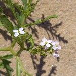 Cakile maritima 花