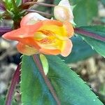 Impatiens auricoma Blomst