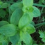 Hypericum hirsutum Leaf